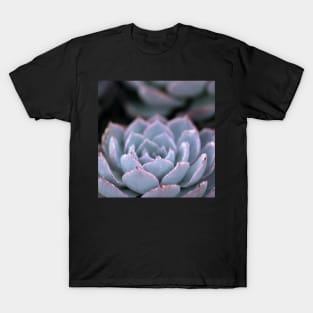 Morning Echeveria #3 T-Shirt